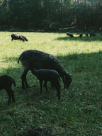 First Hammock Night in Erkner